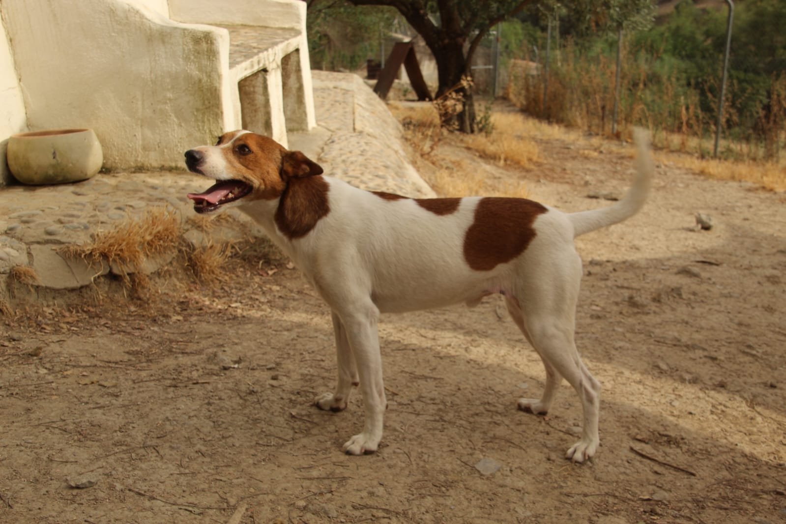 Alvar, Hund aus dem Tierschutz