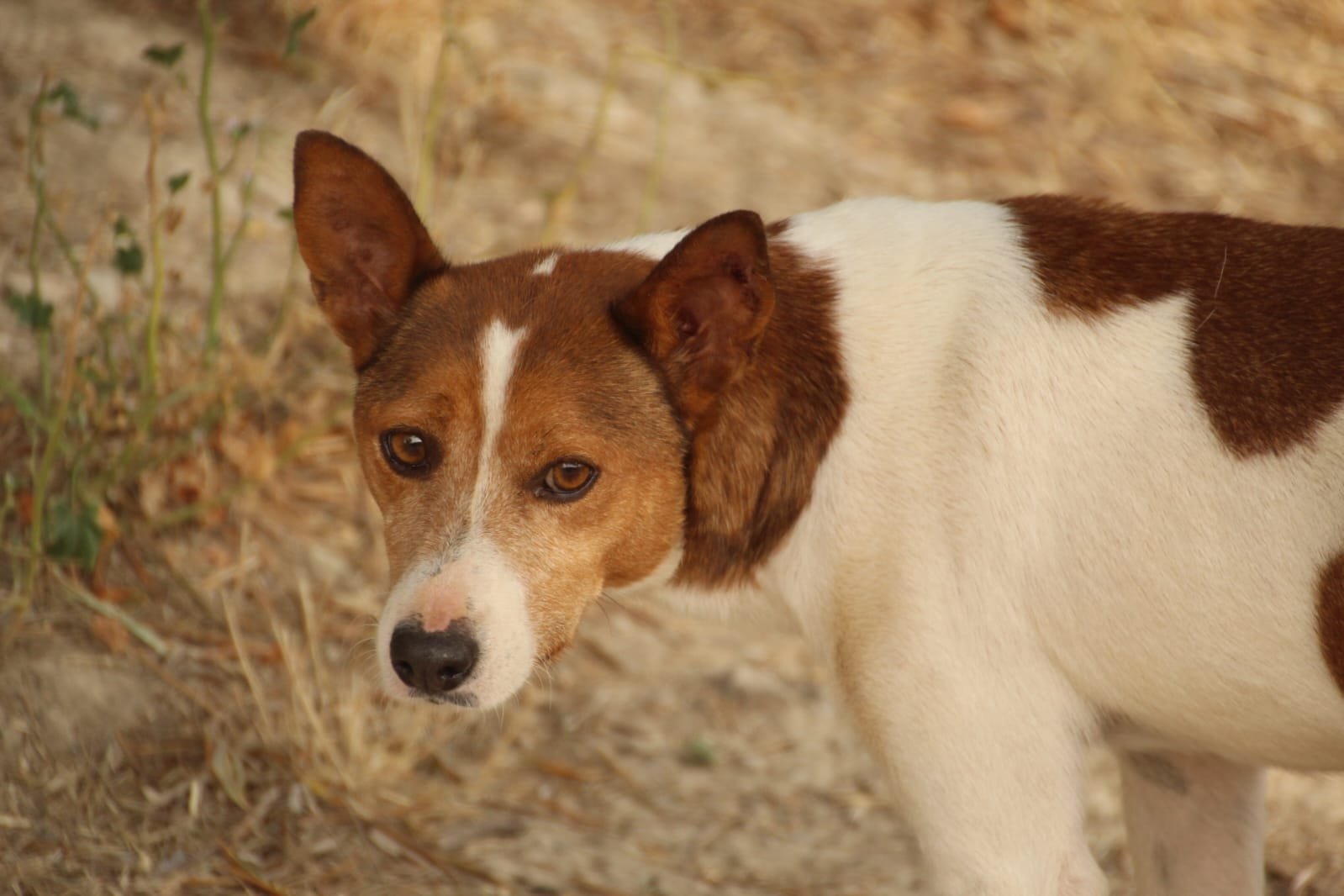 Alvar, Hund aus dem Tierschutz