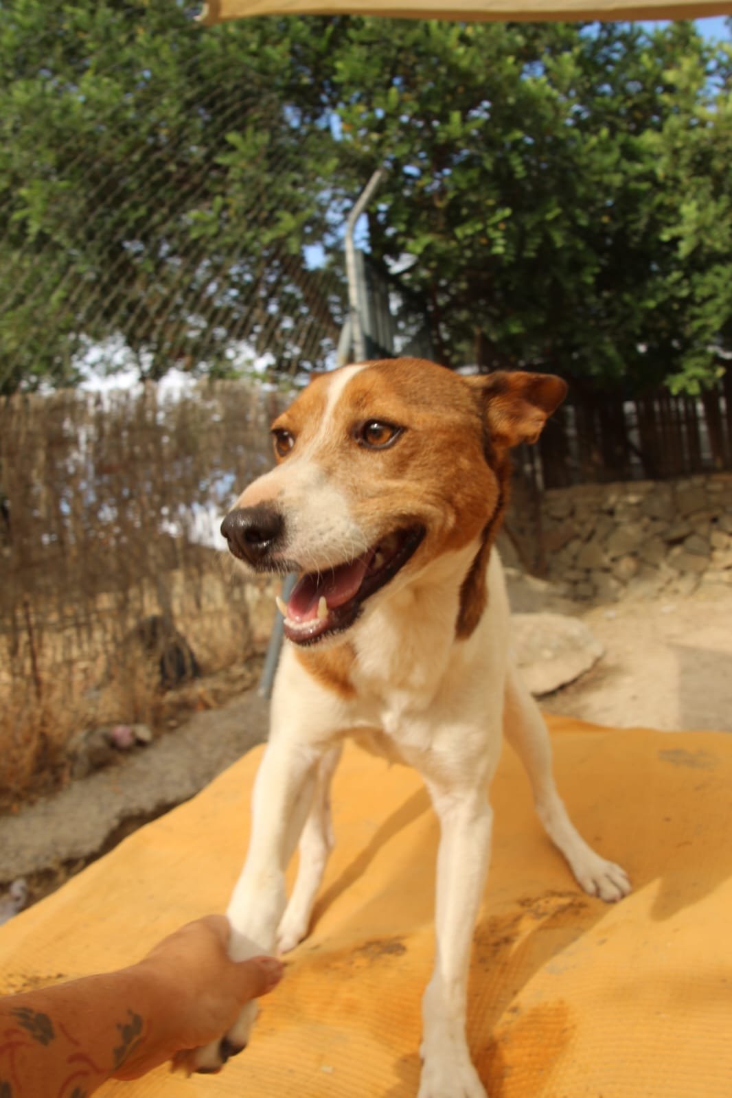 Alvar, Hund aus dem Tierschutz