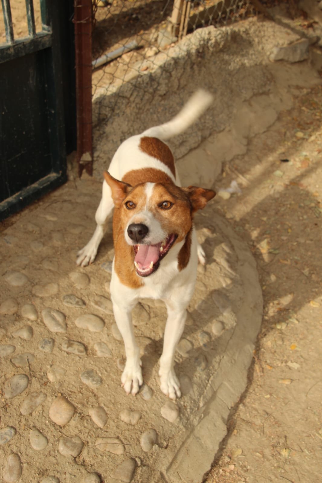 Alvar, Hund aus dem Tierschutz
