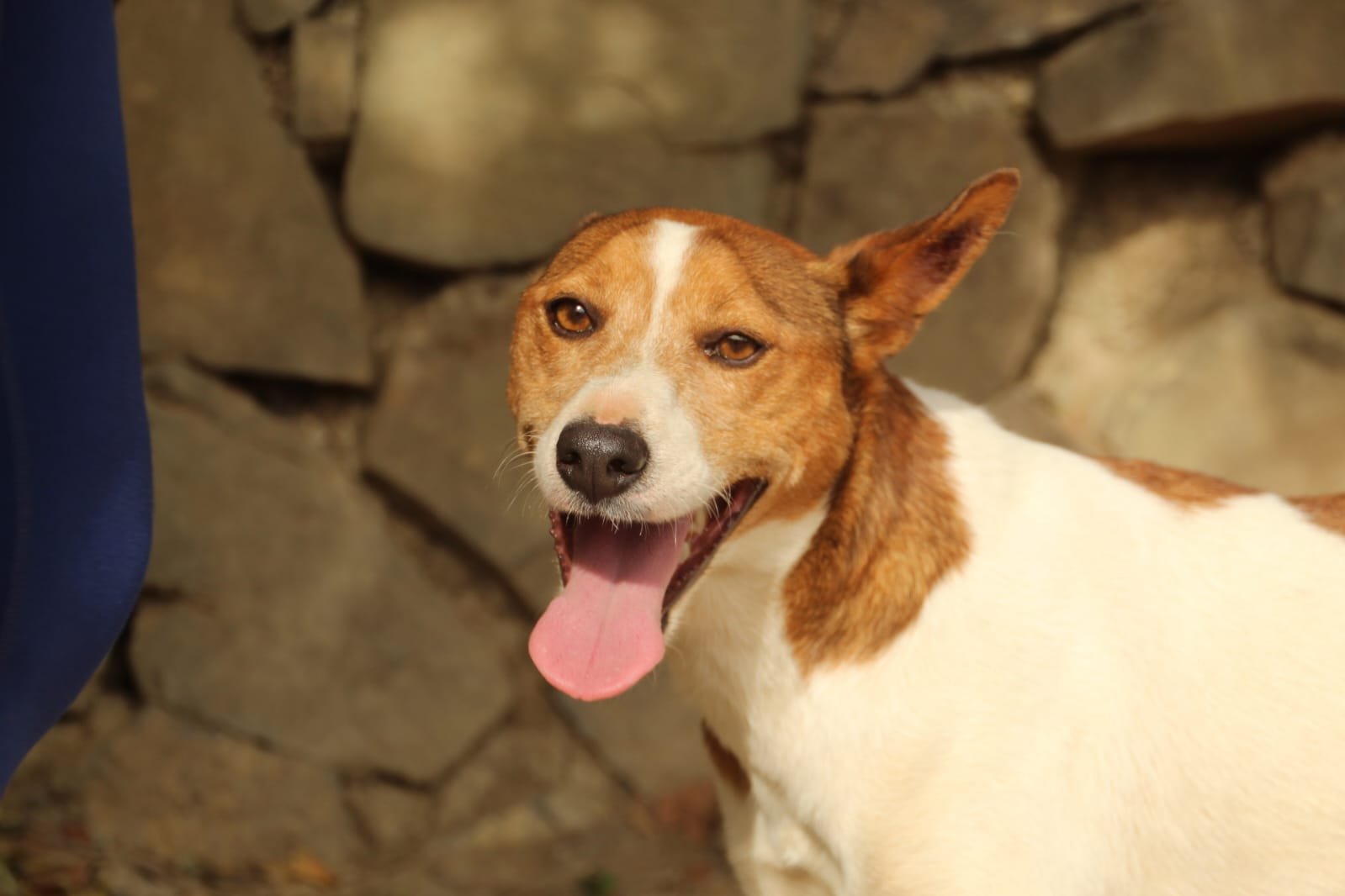 Alvar, Hund aus dem Tierschutz