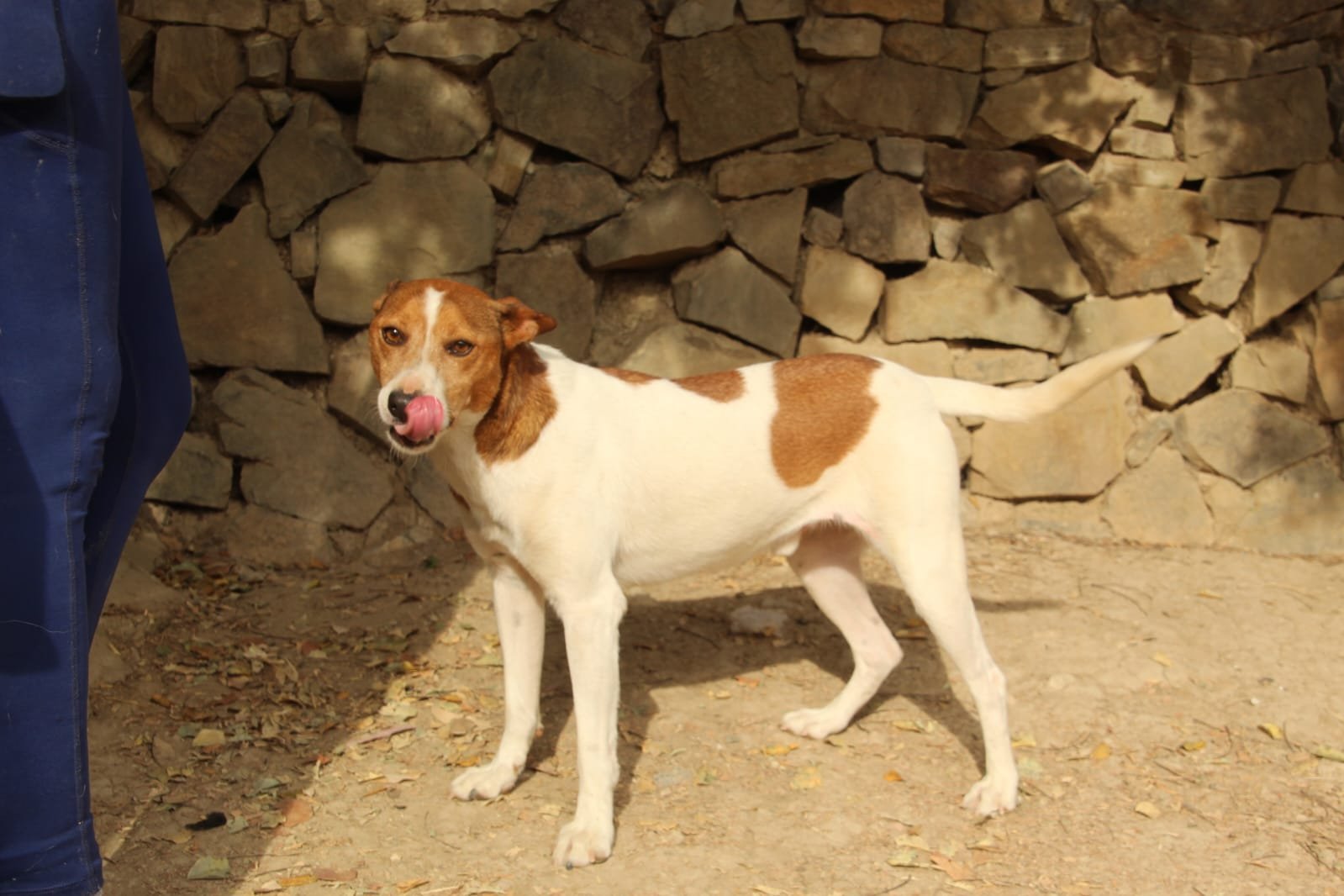 Alvar, Hund aus dem Tierschutz