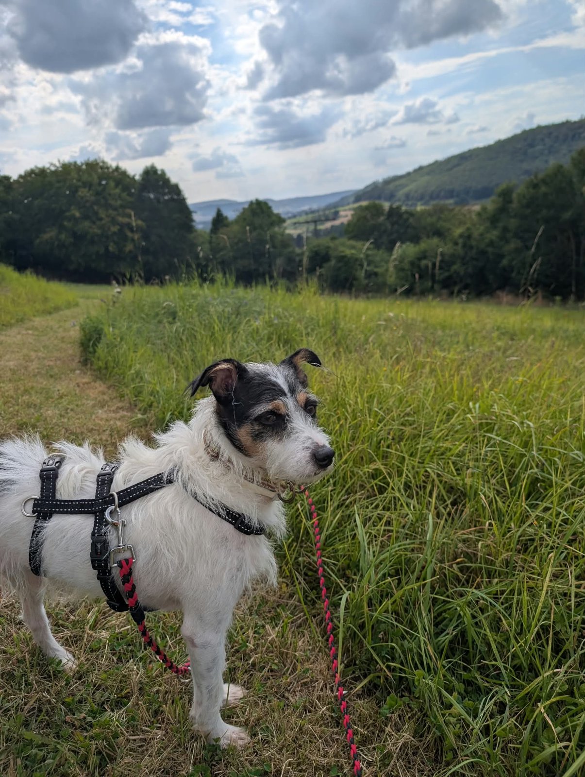 Apollo, Hund aus dem Tierschutz