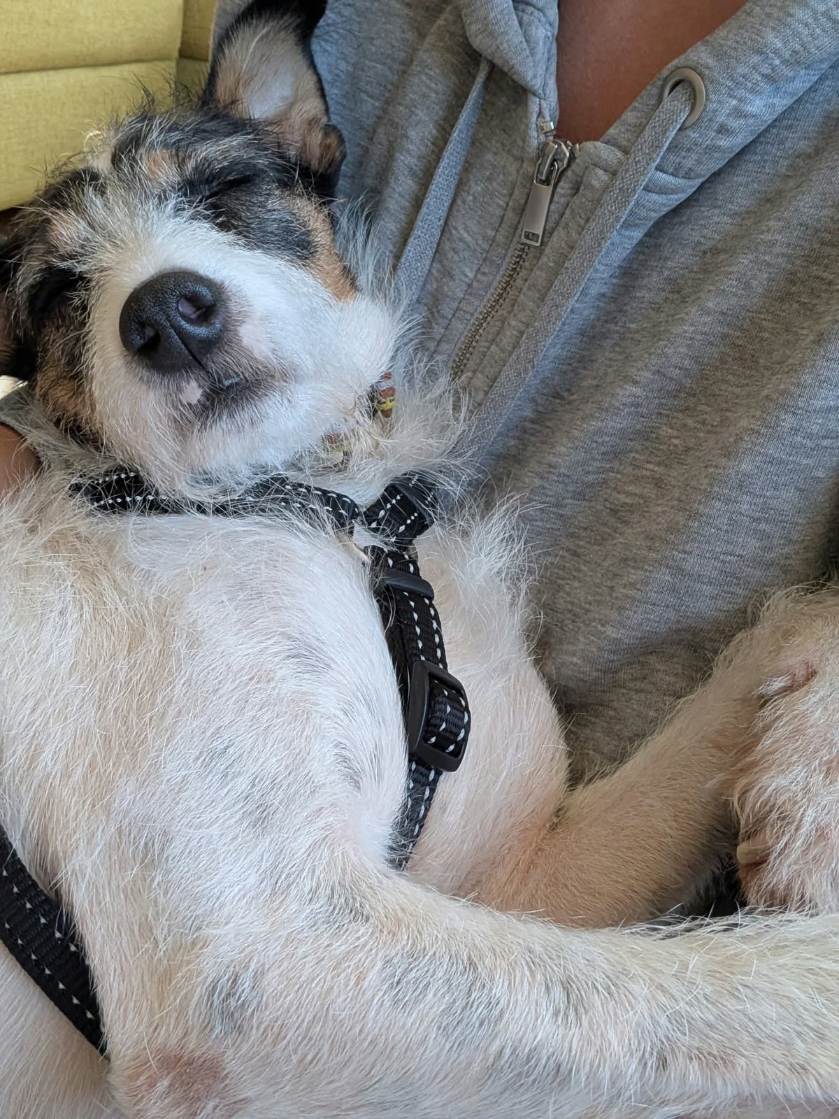 Apollo, Hund aus dem Tierschutz