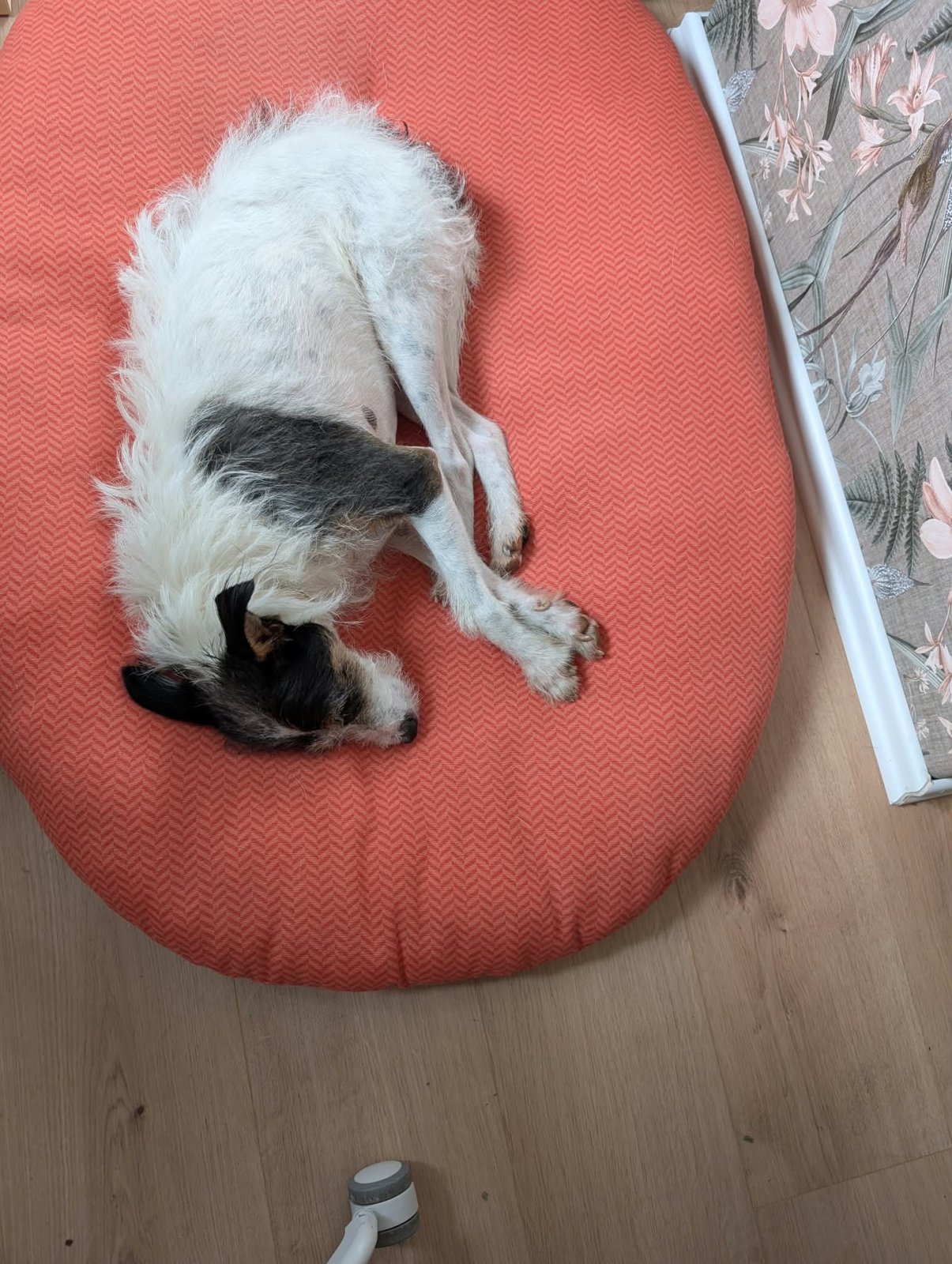 Apollo, Hund aus dem Tierschutz