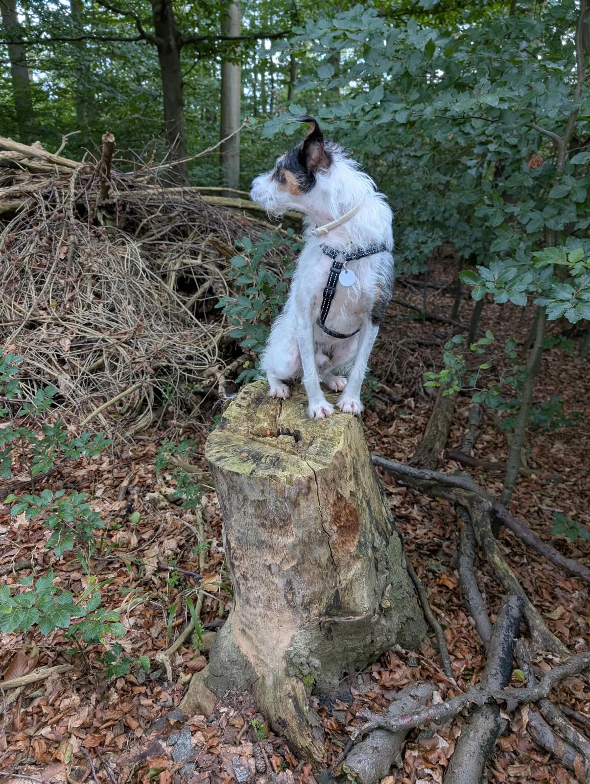 Apollo, Hund aus dem Tierschutz