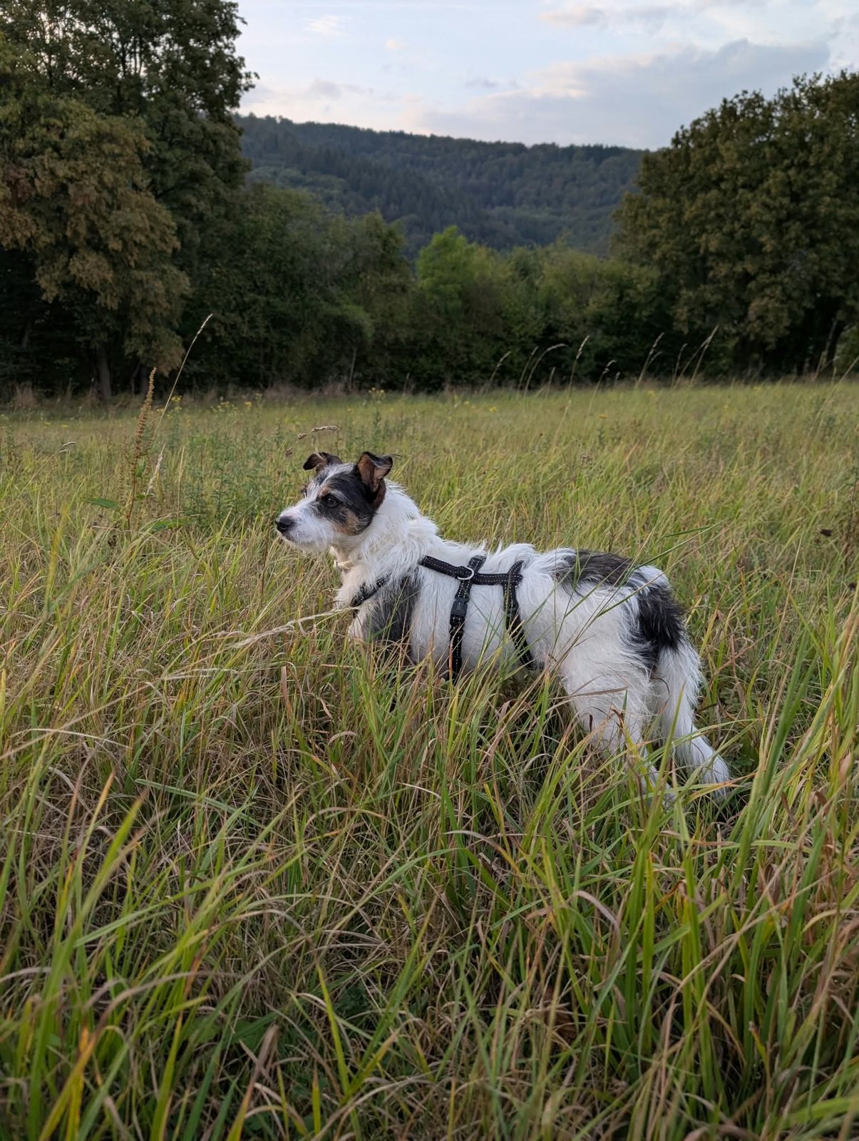 Apollo, Hund aus dem Tierschutz