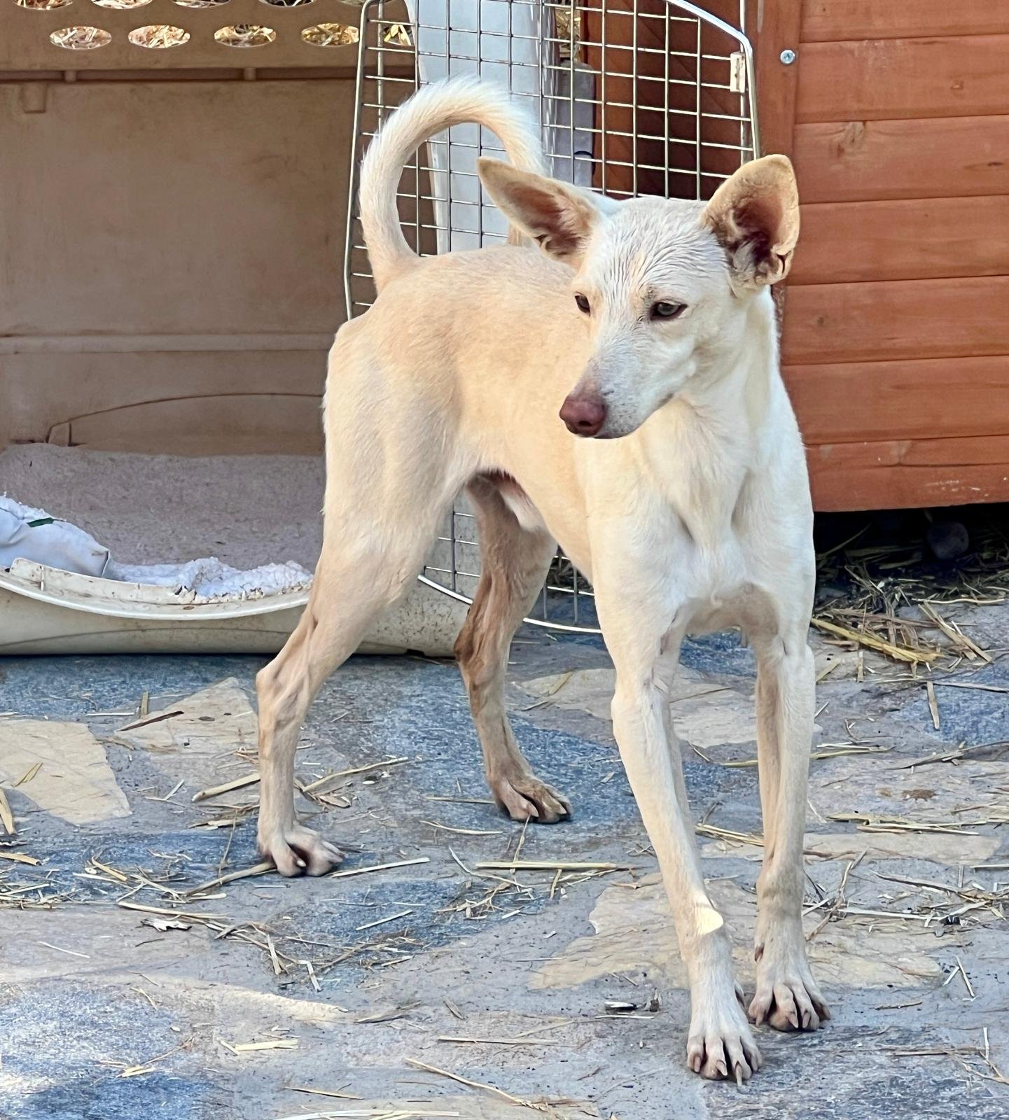 Basil, Hund aus dem Tierschutz