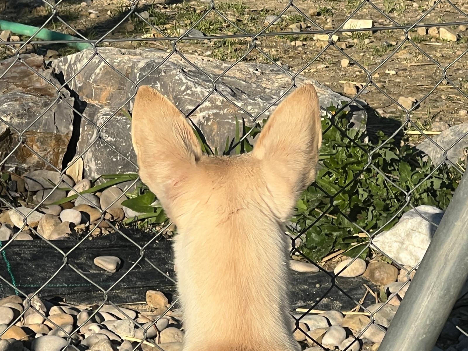 Basil, Hund aus dem Tierschutz