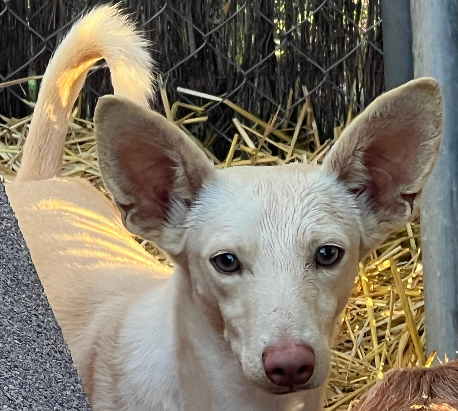 Basil, Hund aus dem Tierschutz