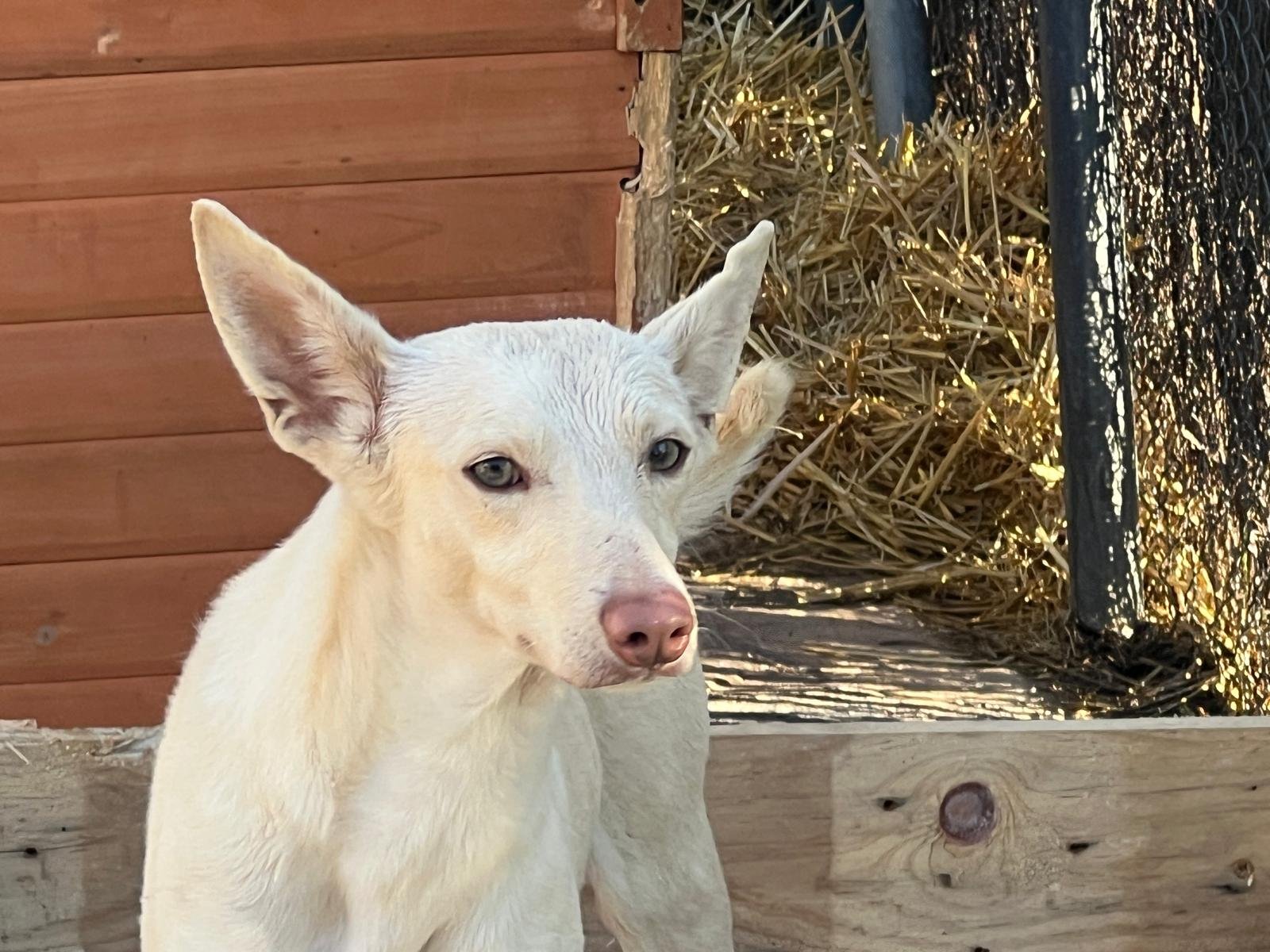 Basil, Hund aus dem Tierschutz
