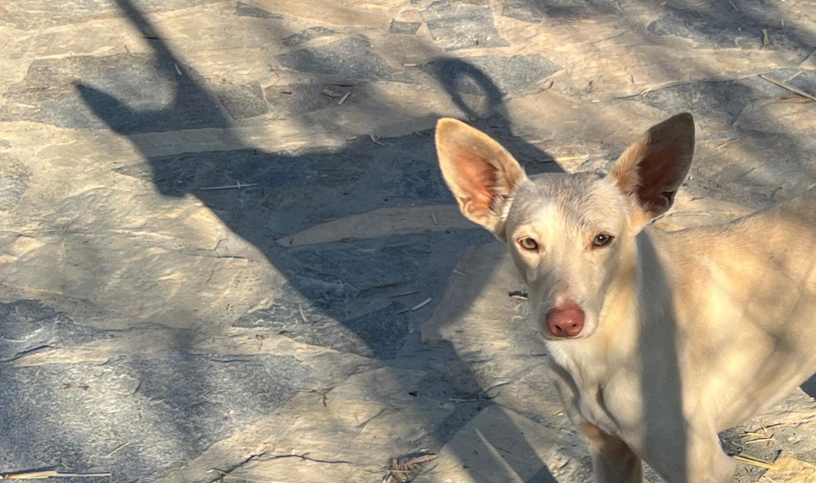 Basil, Hund aus dem Tierschutz