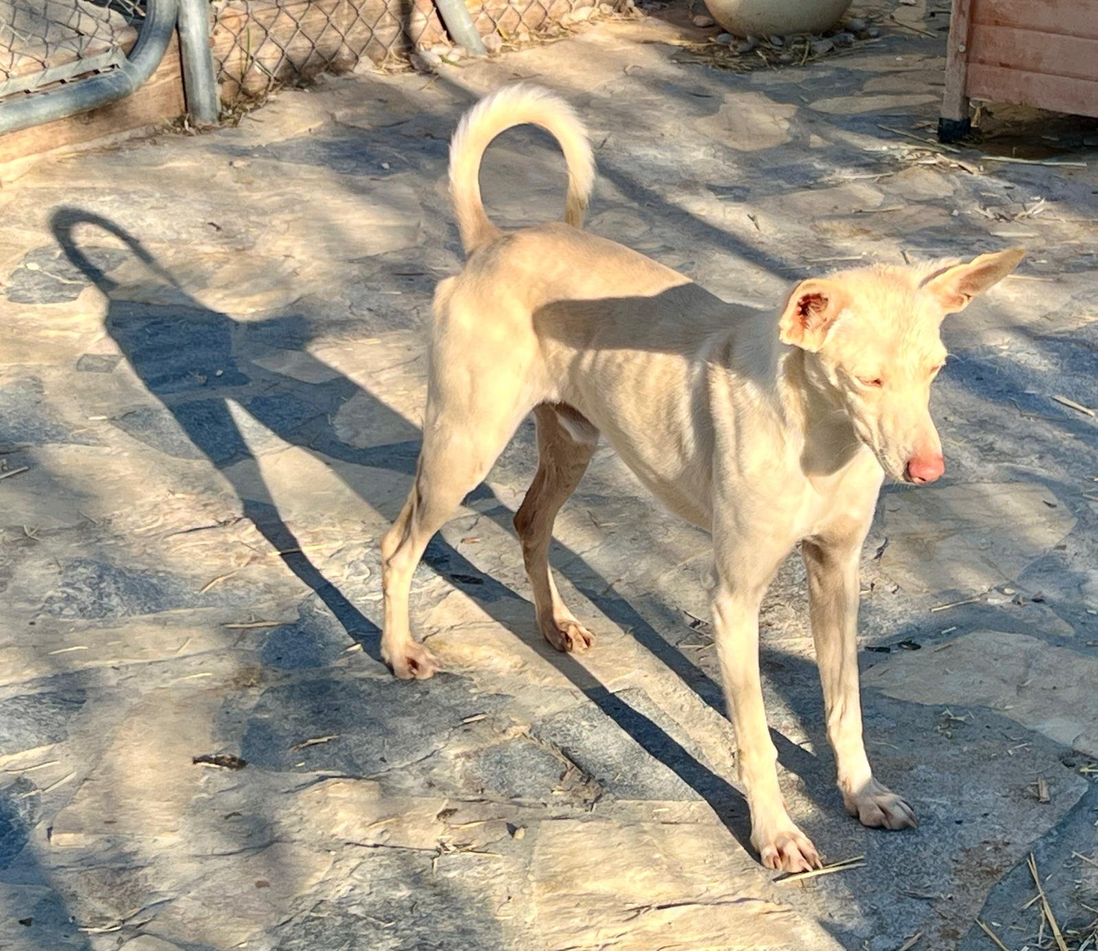 Basil, Hund aus dem Tierschutz