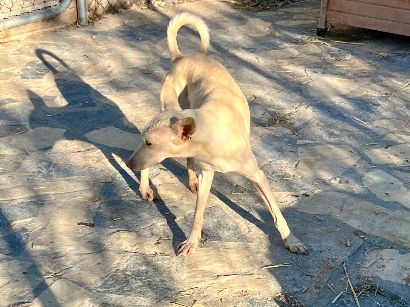 Basil, Hund aus dem Tierschutz