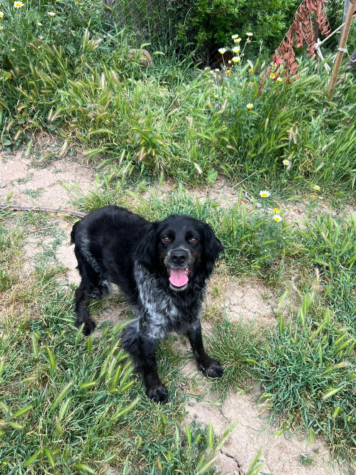 Cameo, Hund aus dem Tierschutz