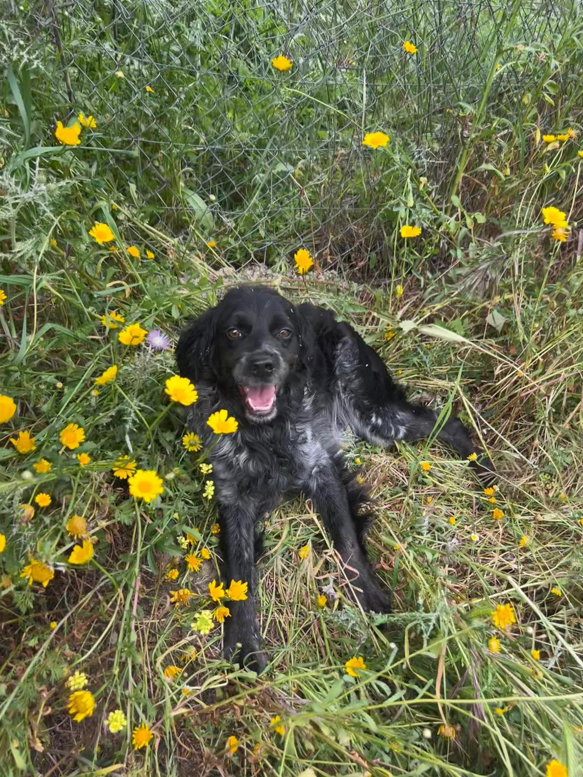 Cameo, Hund aus dem Tierschutz
