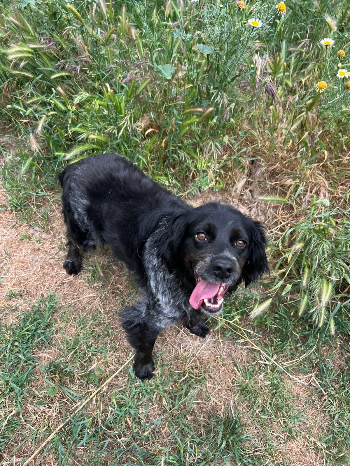 Cameo, Hund aus dem Tierschutz