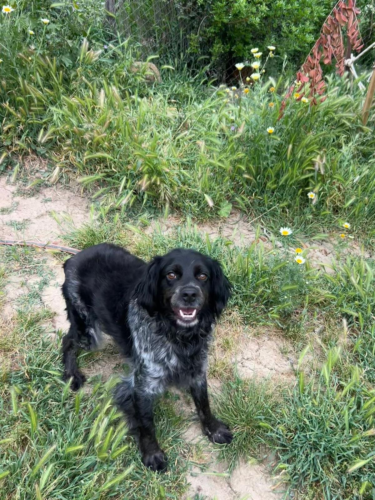 Cameo, Hund aus dem Tierschutz