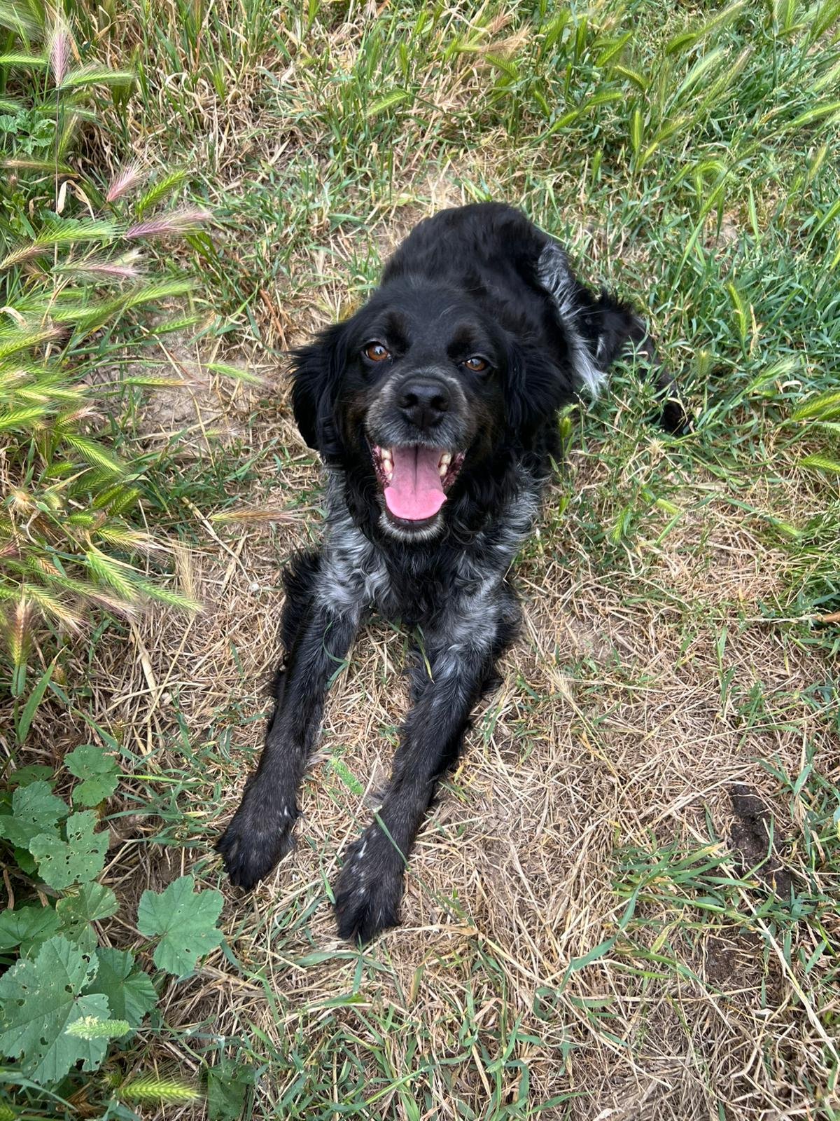 Cameo, Hund aus dem Tierschutz