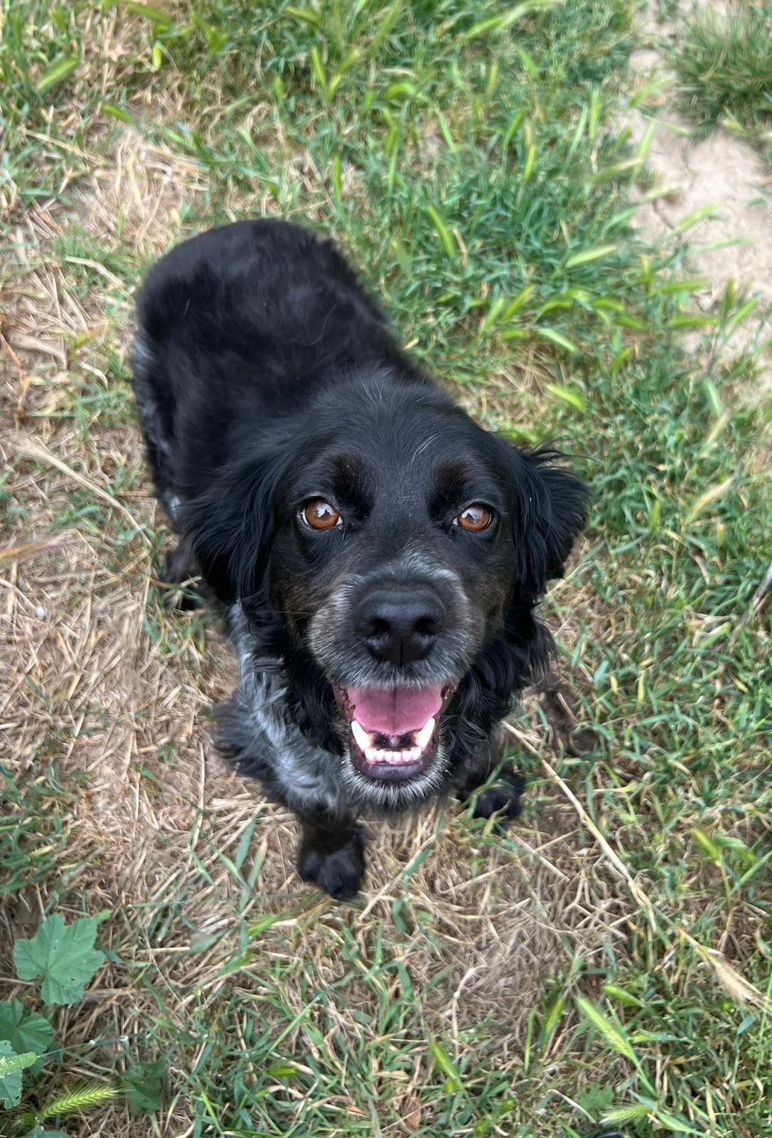 Cameo, Hund aus dem Tierschutz