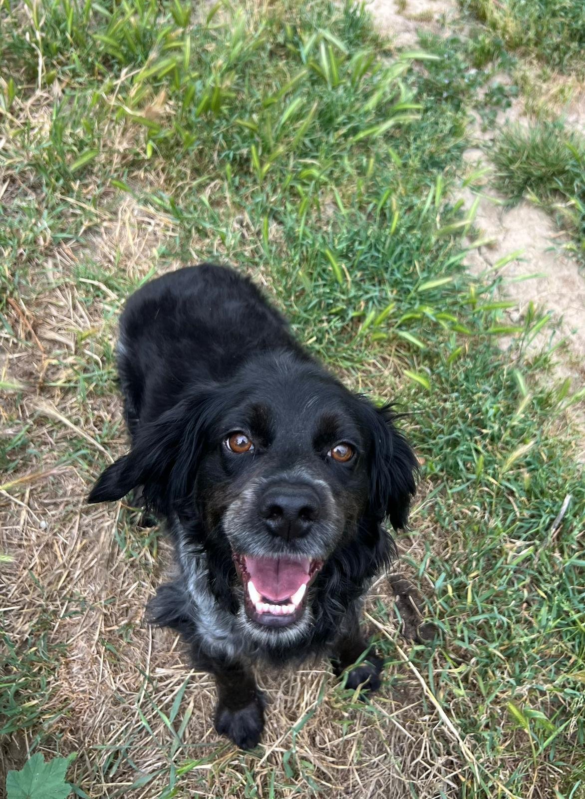 Cameo, Hund aus dem Tierschutz