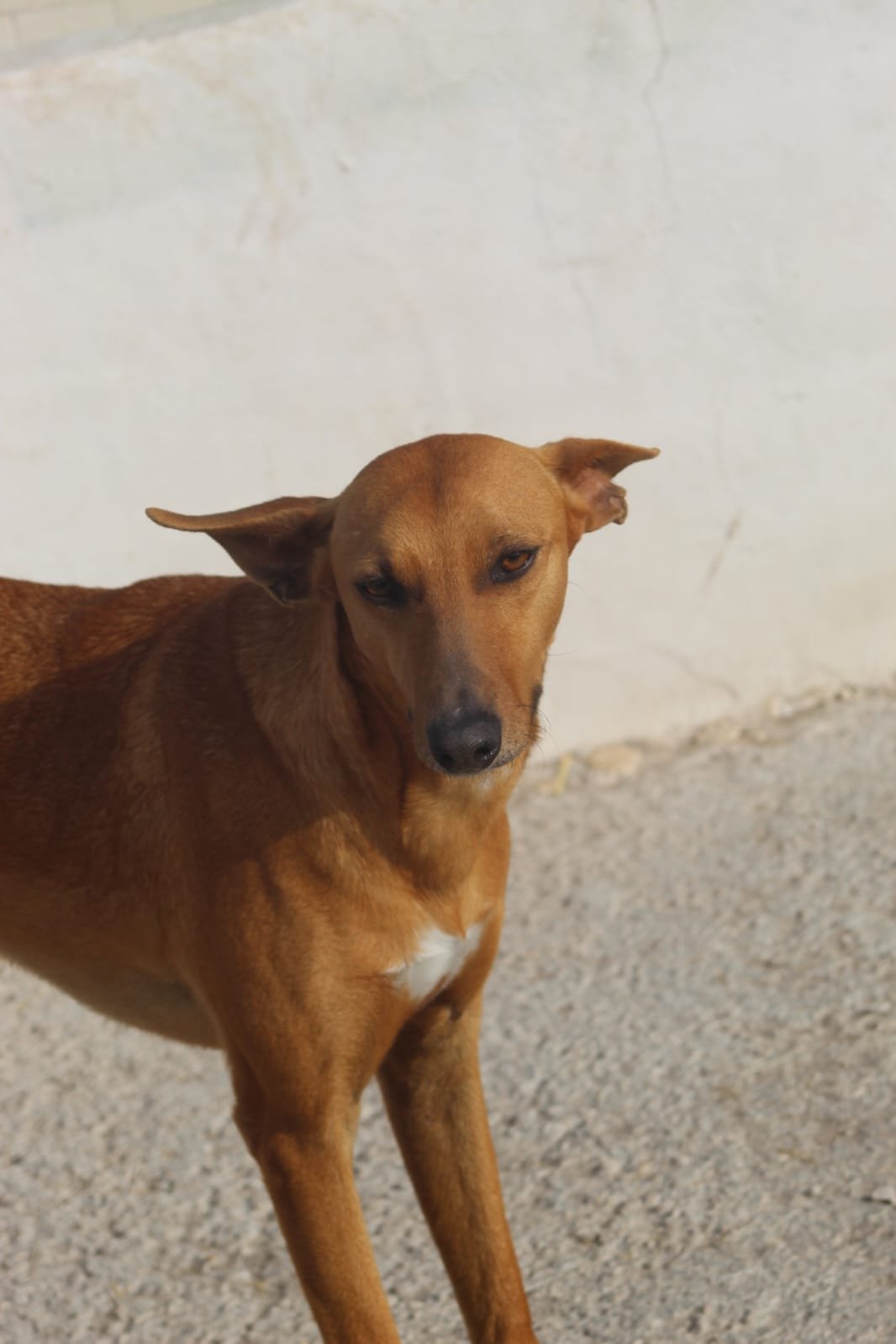 Candido, Hund aus dem Tierschutz