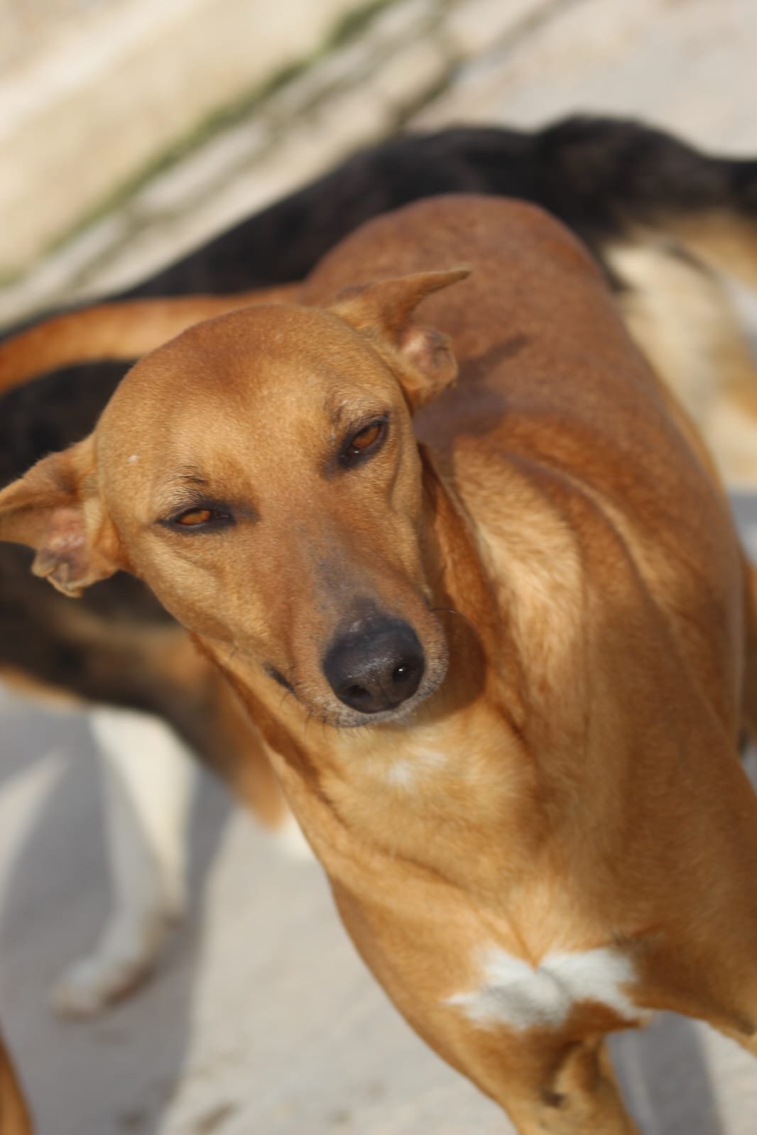 Candido, Hund aus dem Tierschutz