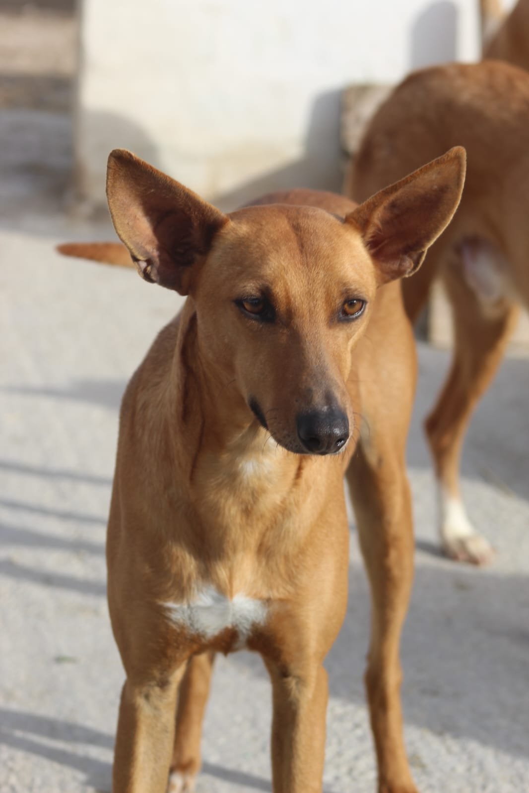 Candido, Hund aus dem Tierschutz