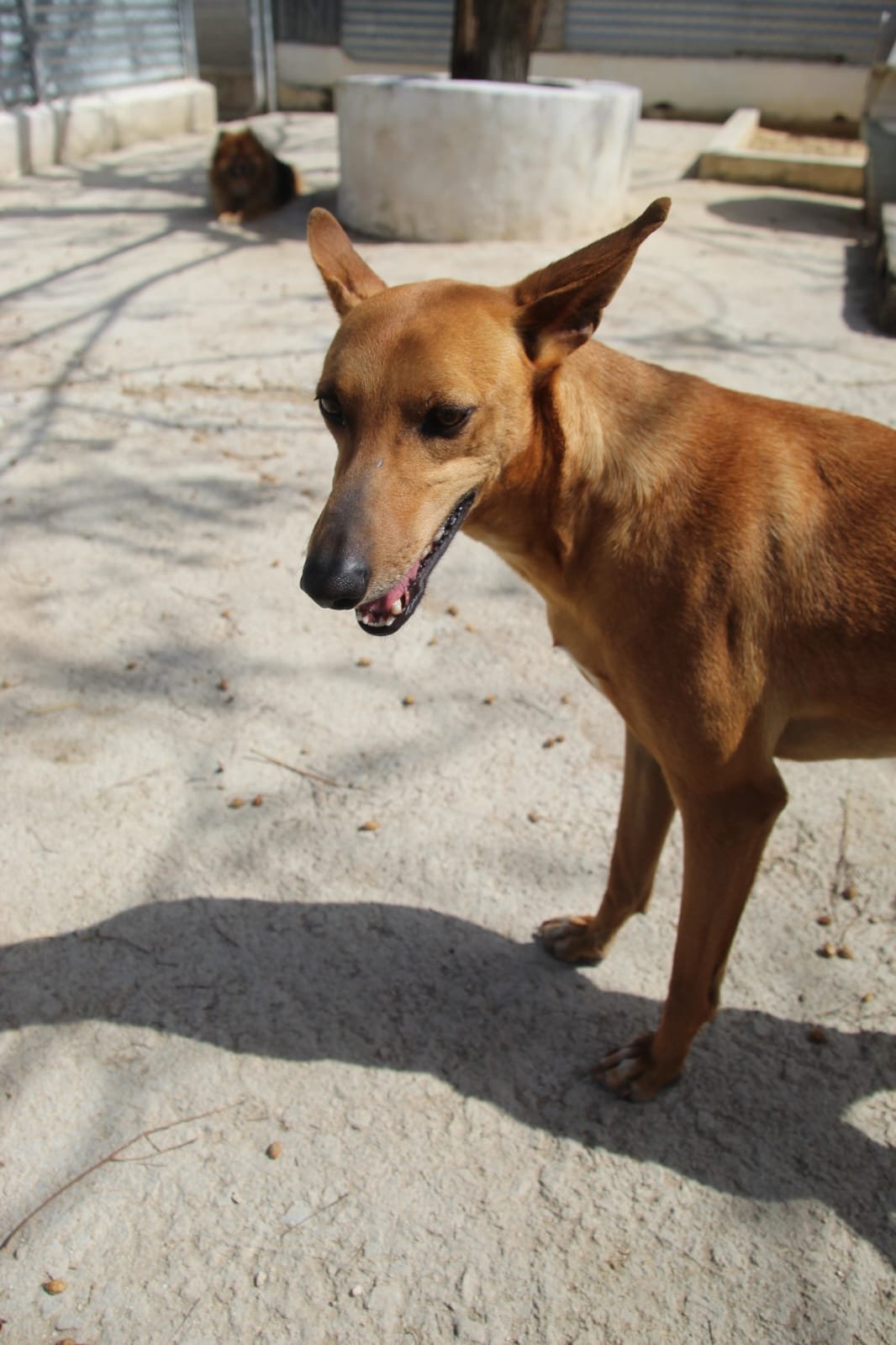 Candido, Hund aus dem Tierschutz