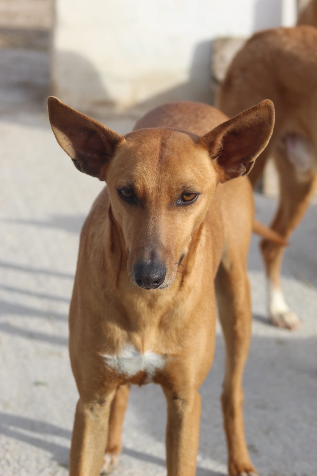 Candido, Hund aus dem Tierschutz