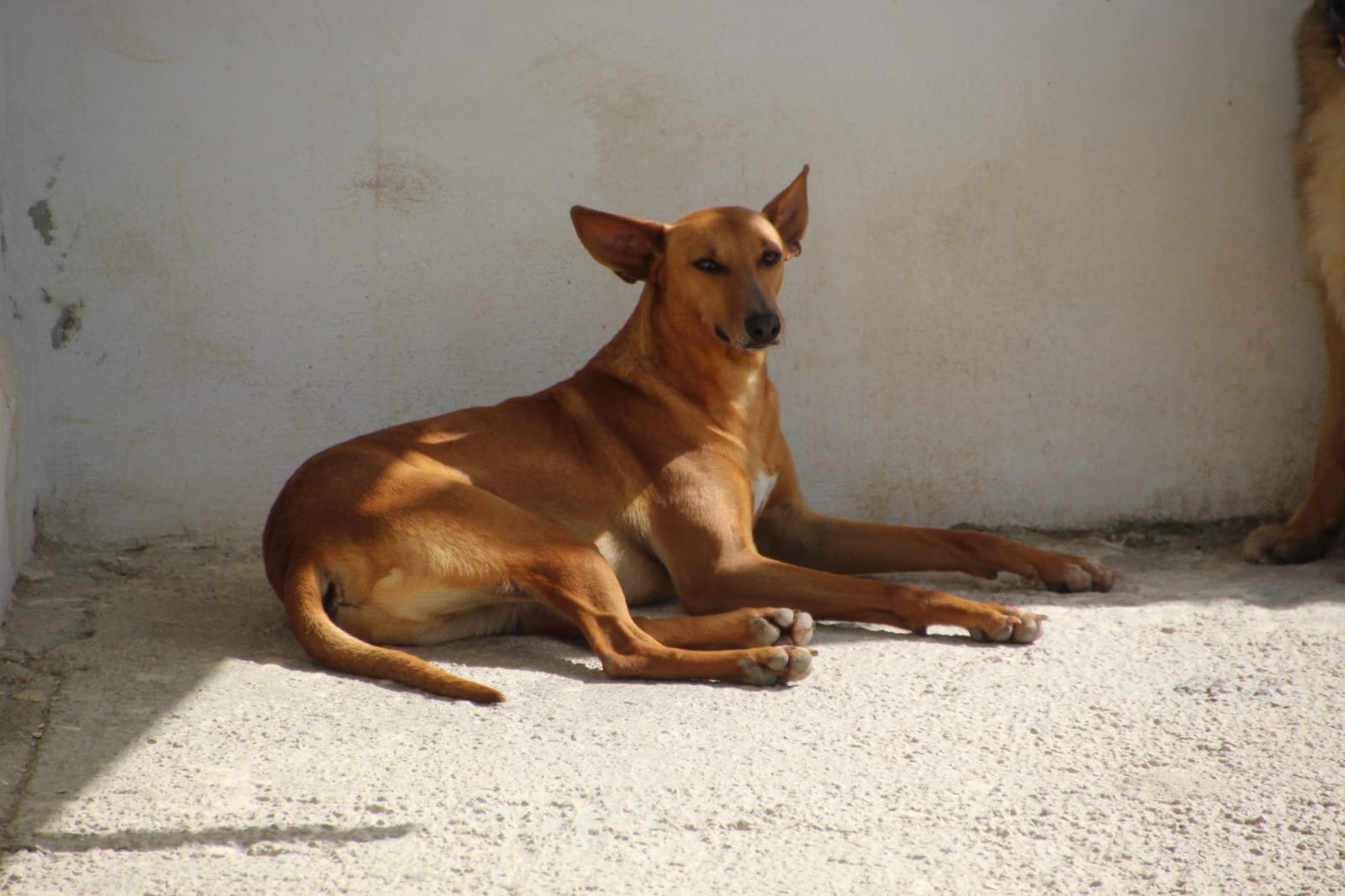 Candido, Hund aus dem Tierschutz