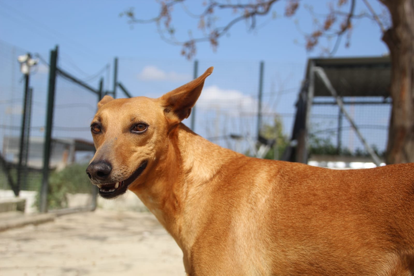 Candido, Hund aus dem Tierschutz