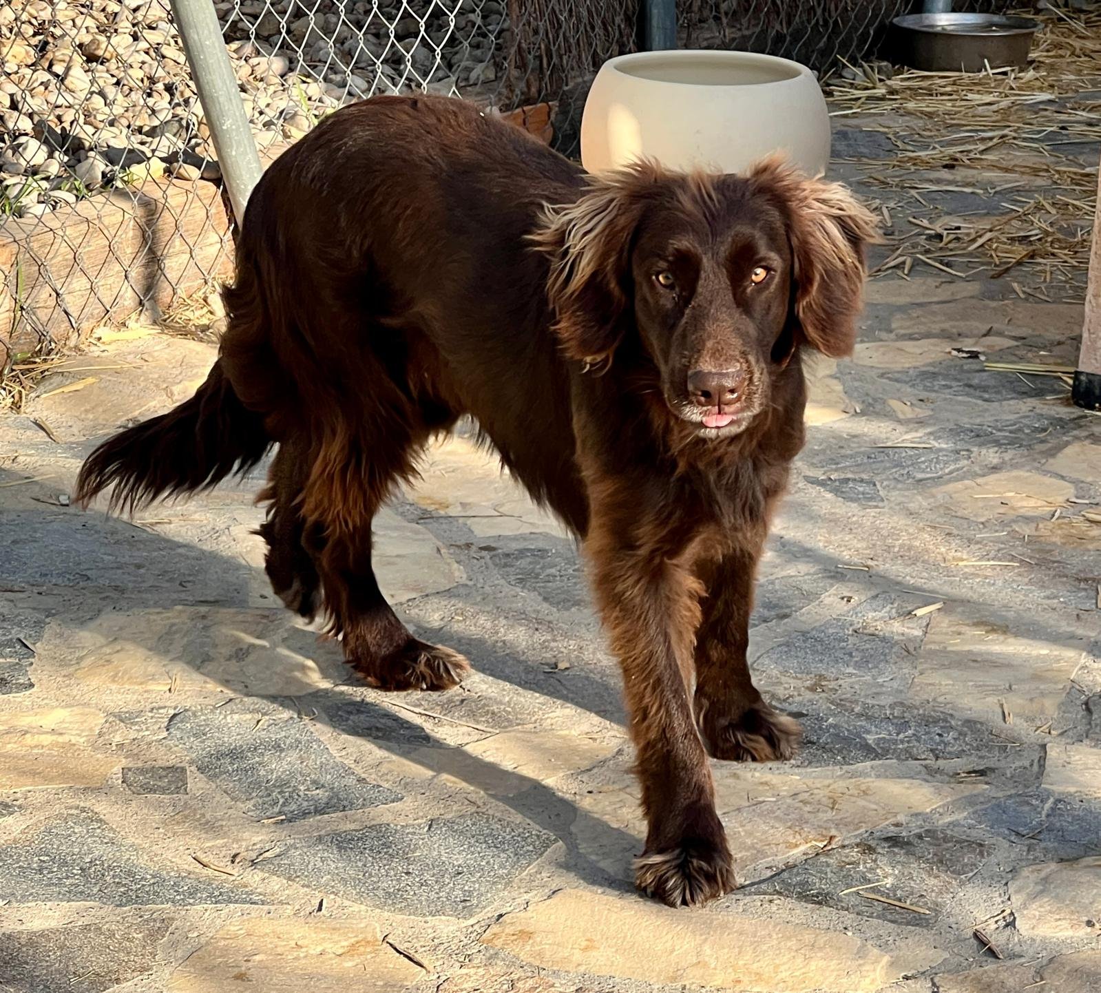 Canela, Hund aus dem Tierschutz