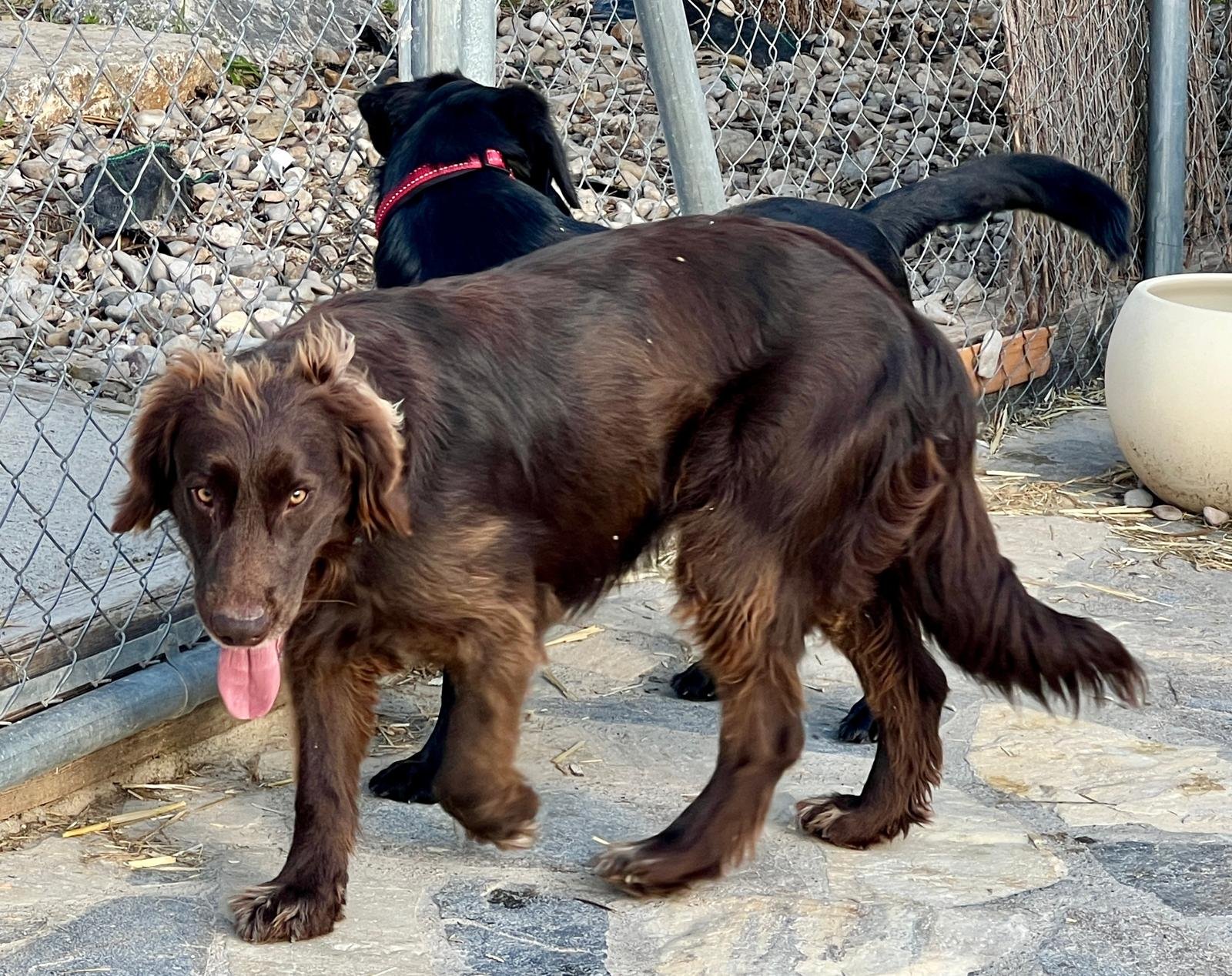 Canela, Hund aus dem Tierschutz