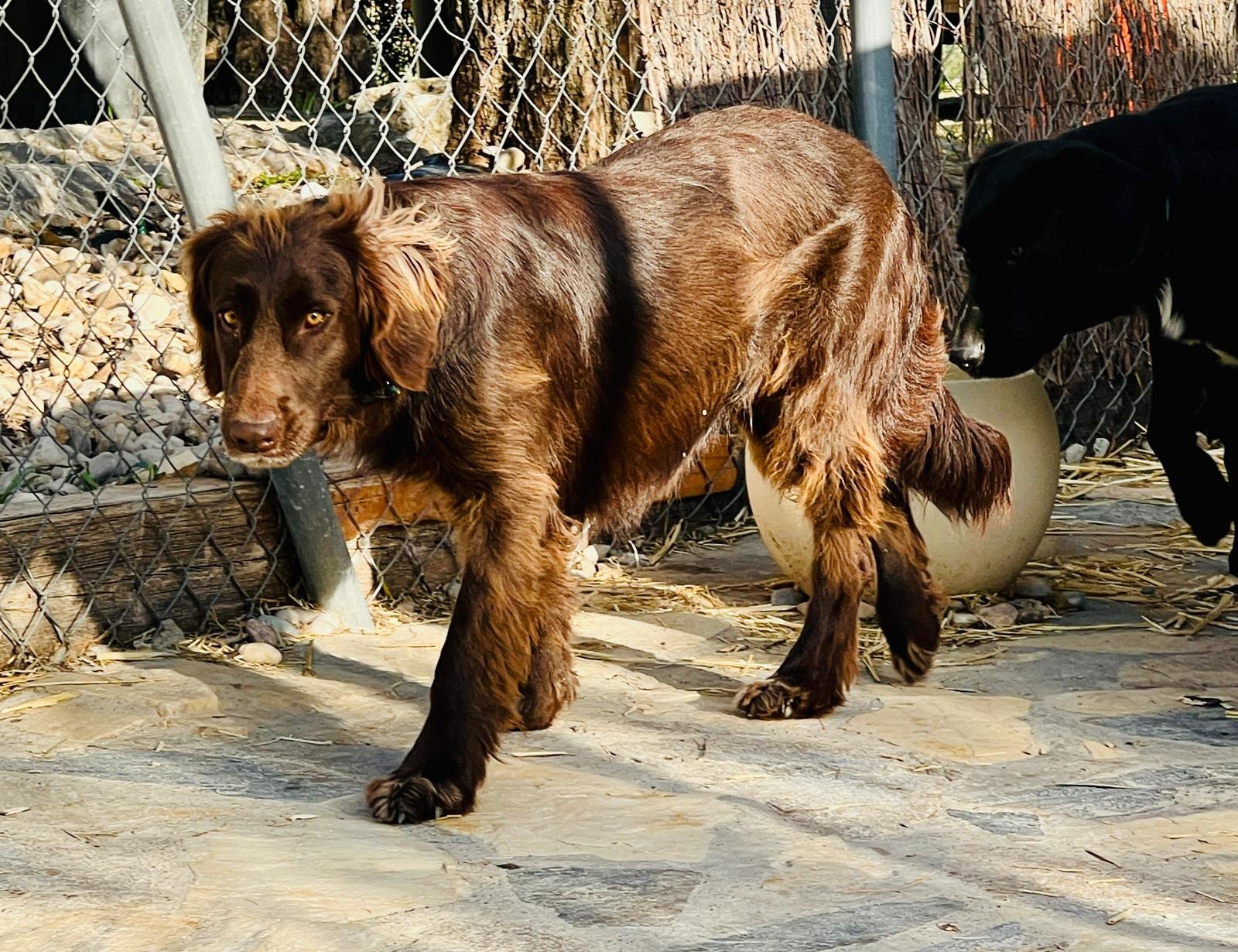 Canela, Hund aus dem Tierschutz