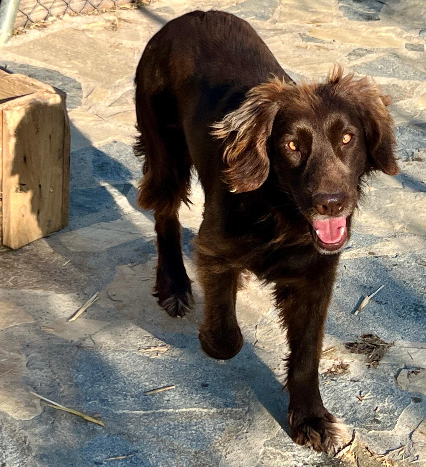 Canela, Hund aus dem Tierschutz