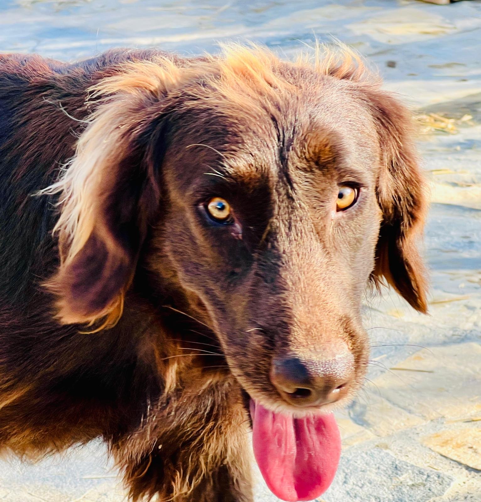 Canela, Hund aus dem Tierschutz