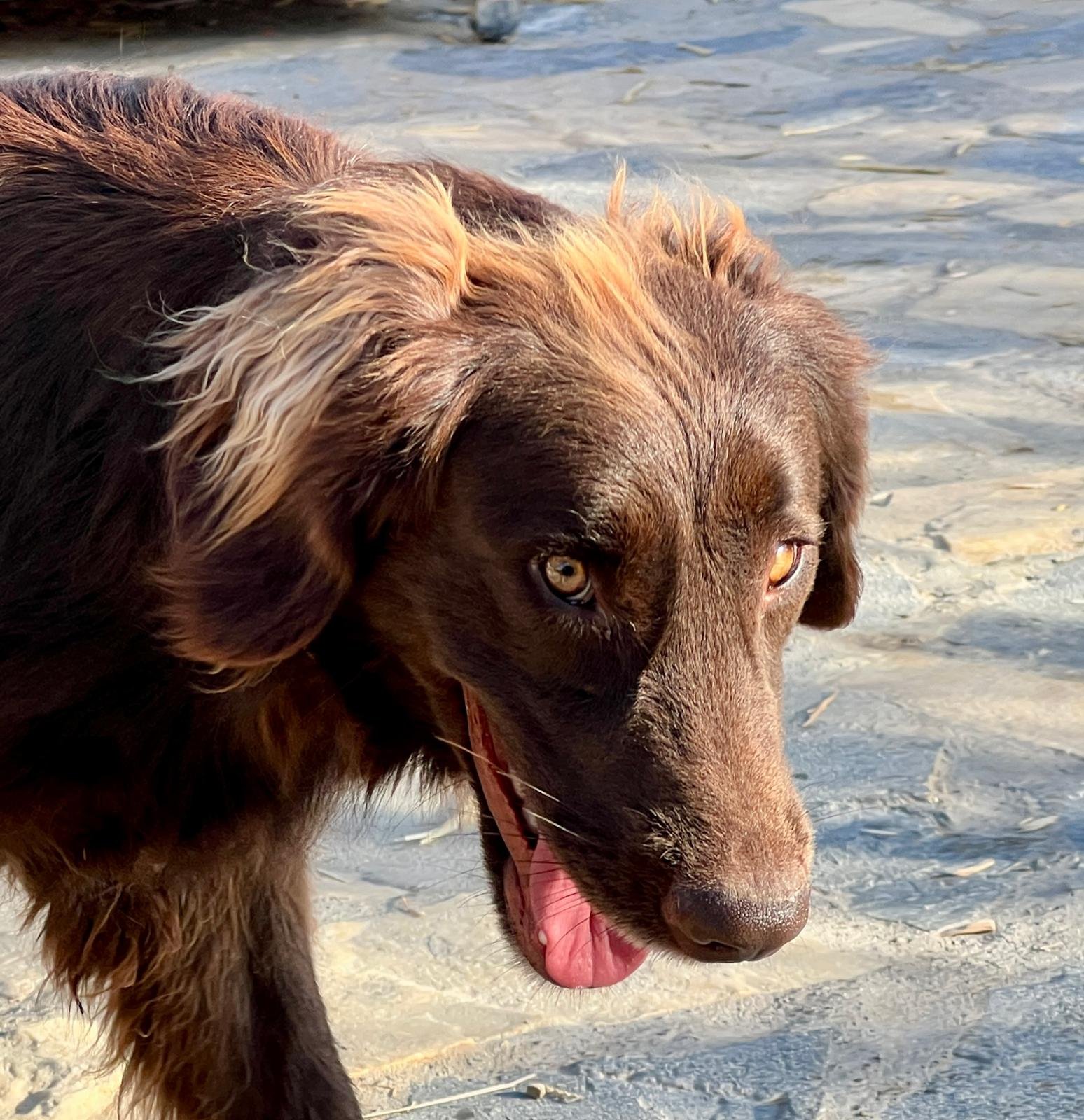 Canela, Hund aus dem Tierschutz