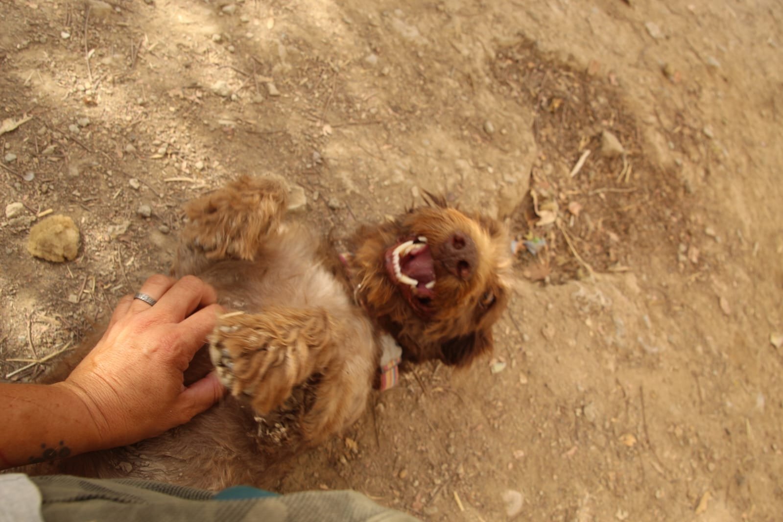Canelo, Hund aus dem Tierschutz