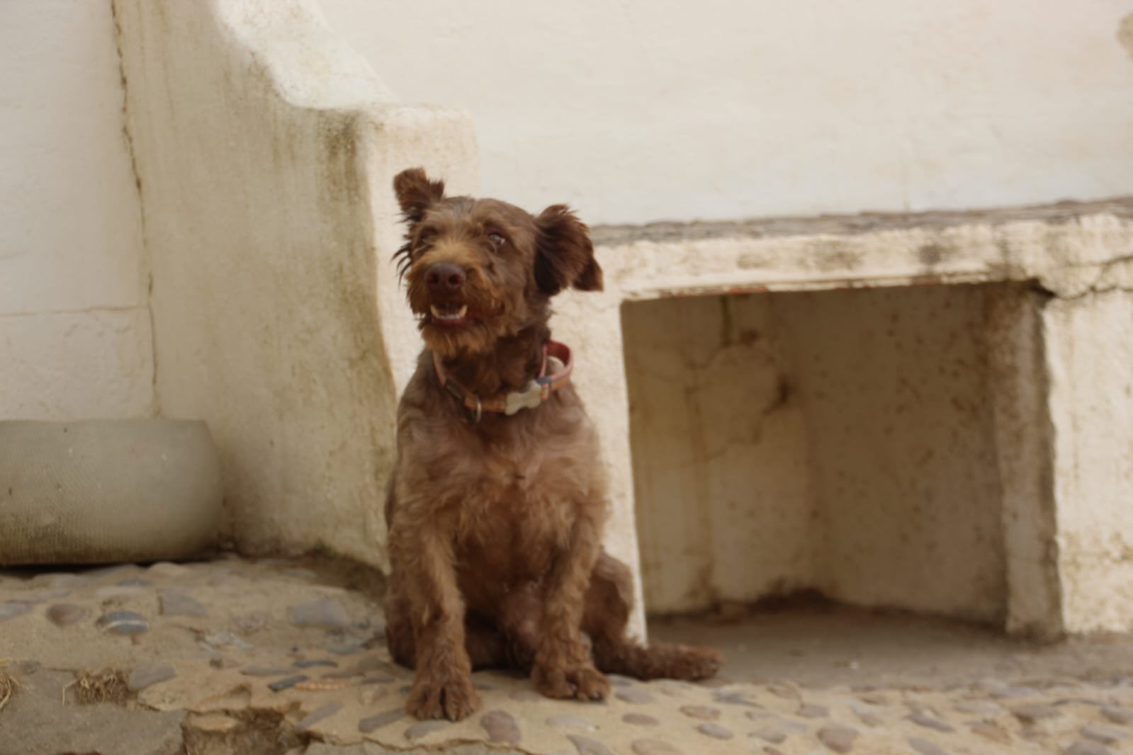 Canelo, Hund aus dem Tierschutz