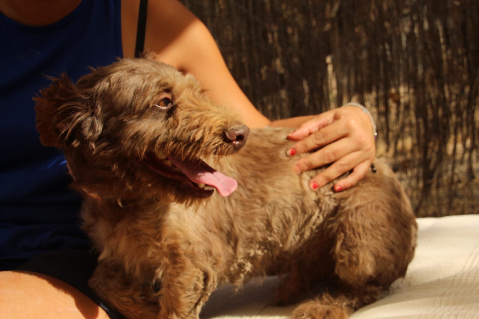 Canelo, Hund aus dem Tierschutz
