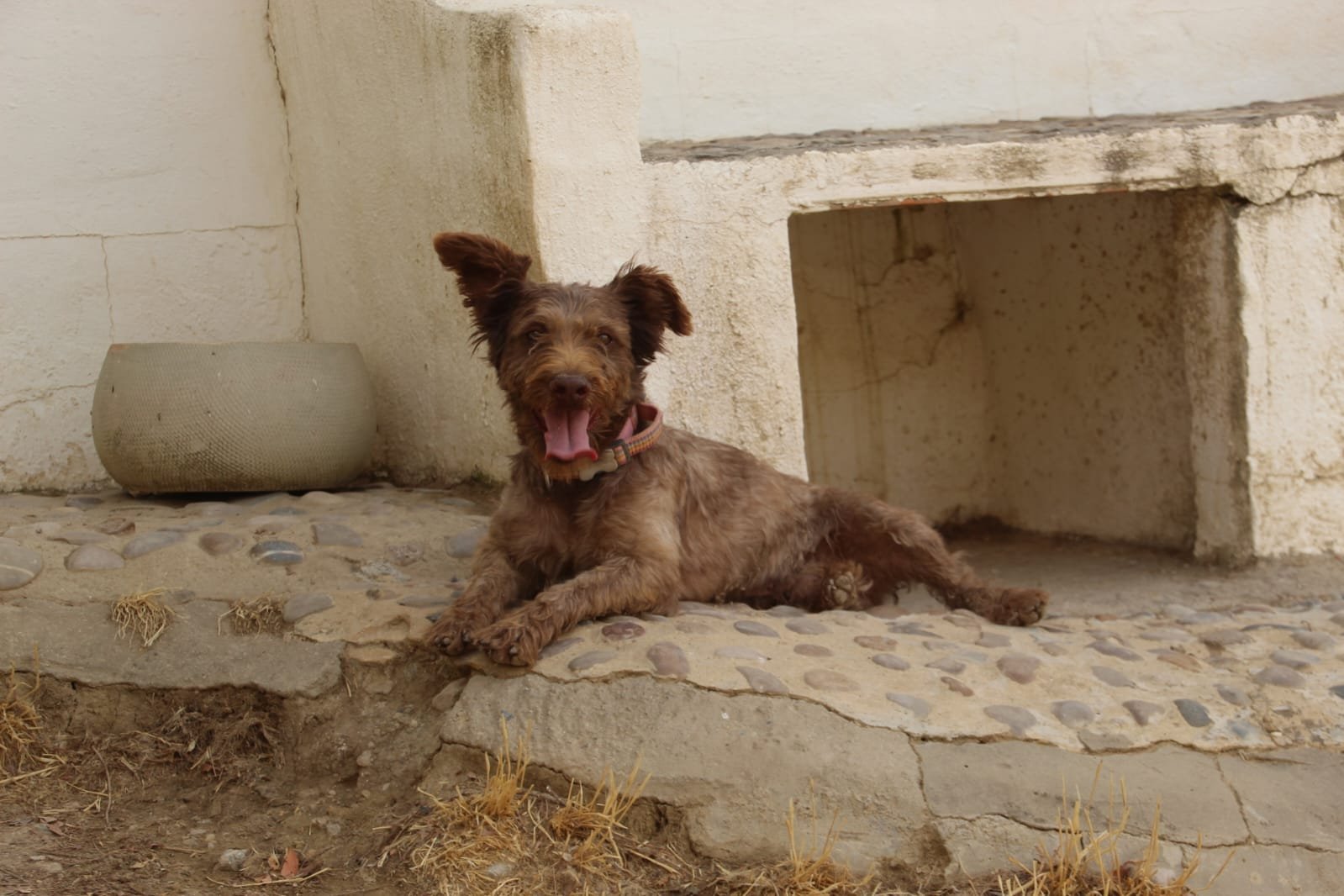 Canelo, Hund aus dem Tierschutz