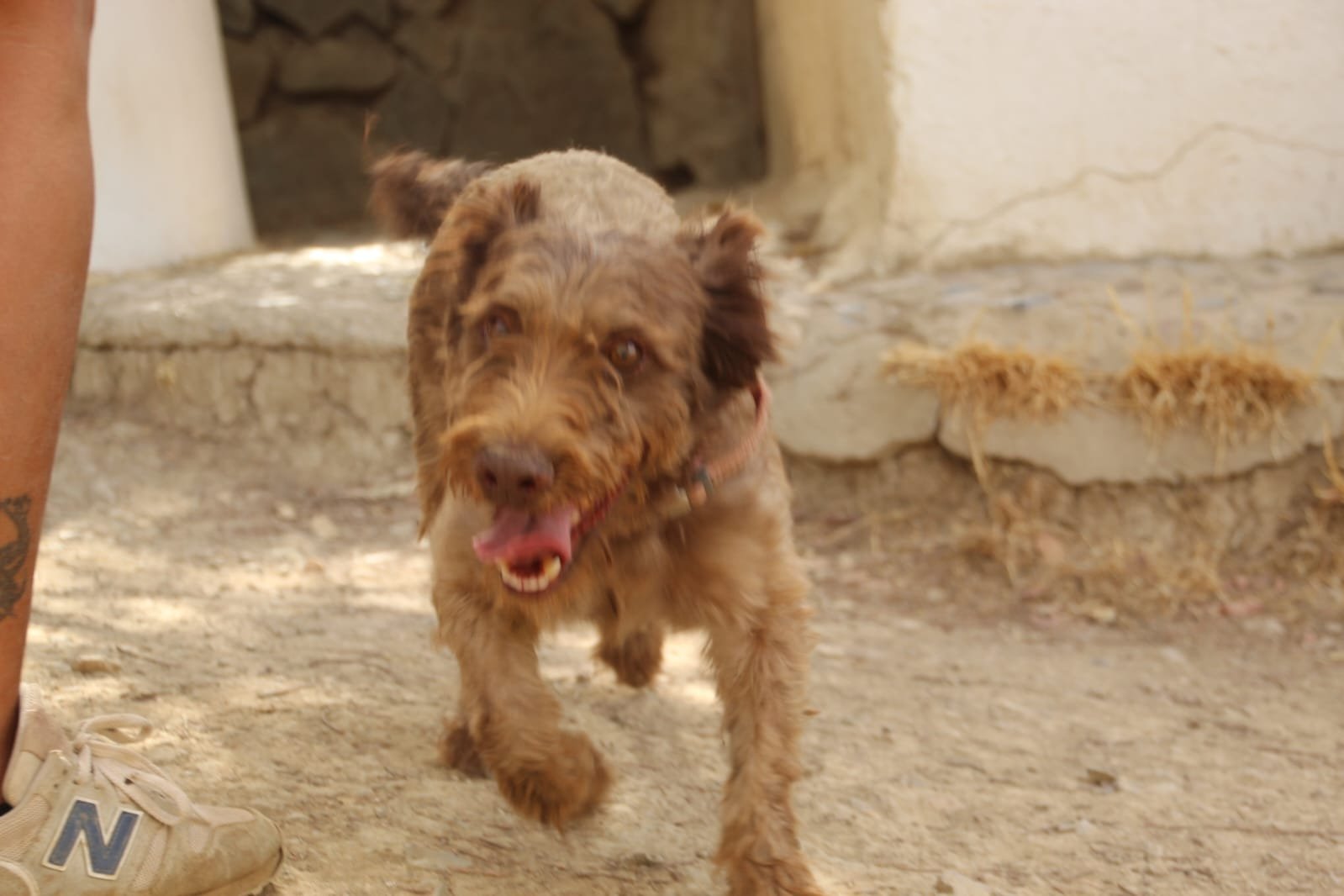 Canelo, Hund aus dem Tierschutz
