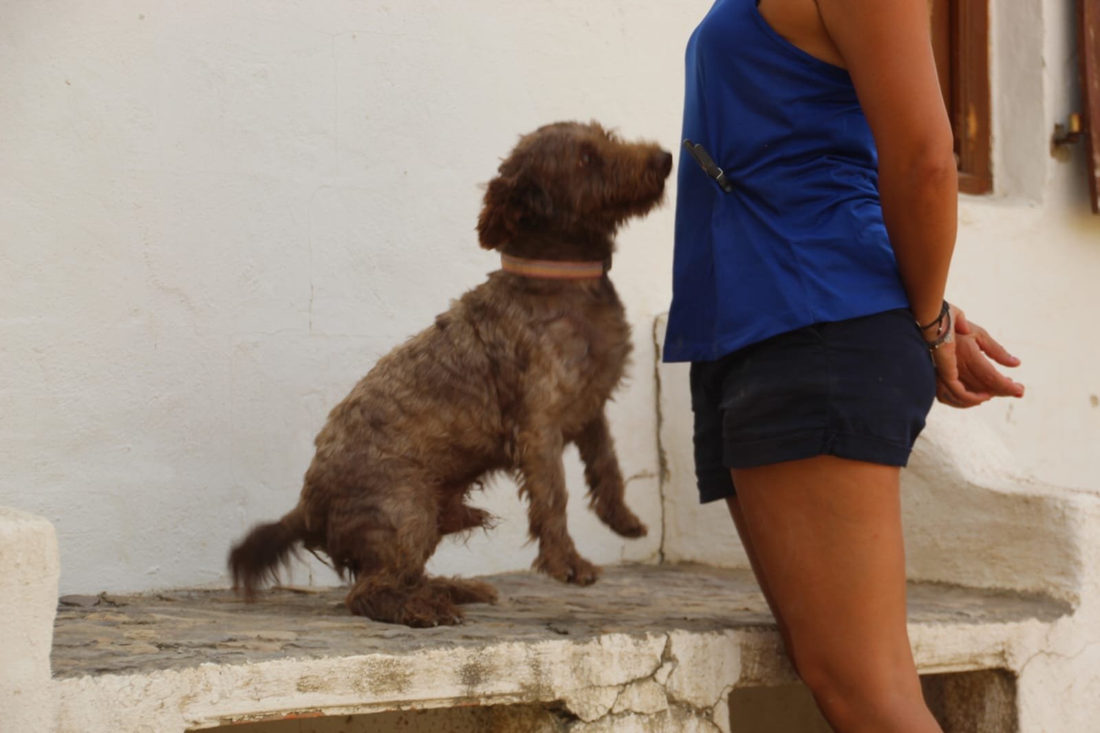 Canelo, Hund aus dem Tierschutz