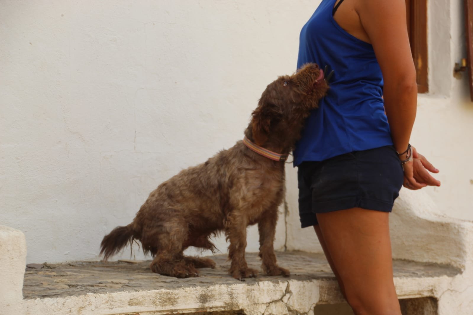 Canelo, Hund aus dem Tierschutz