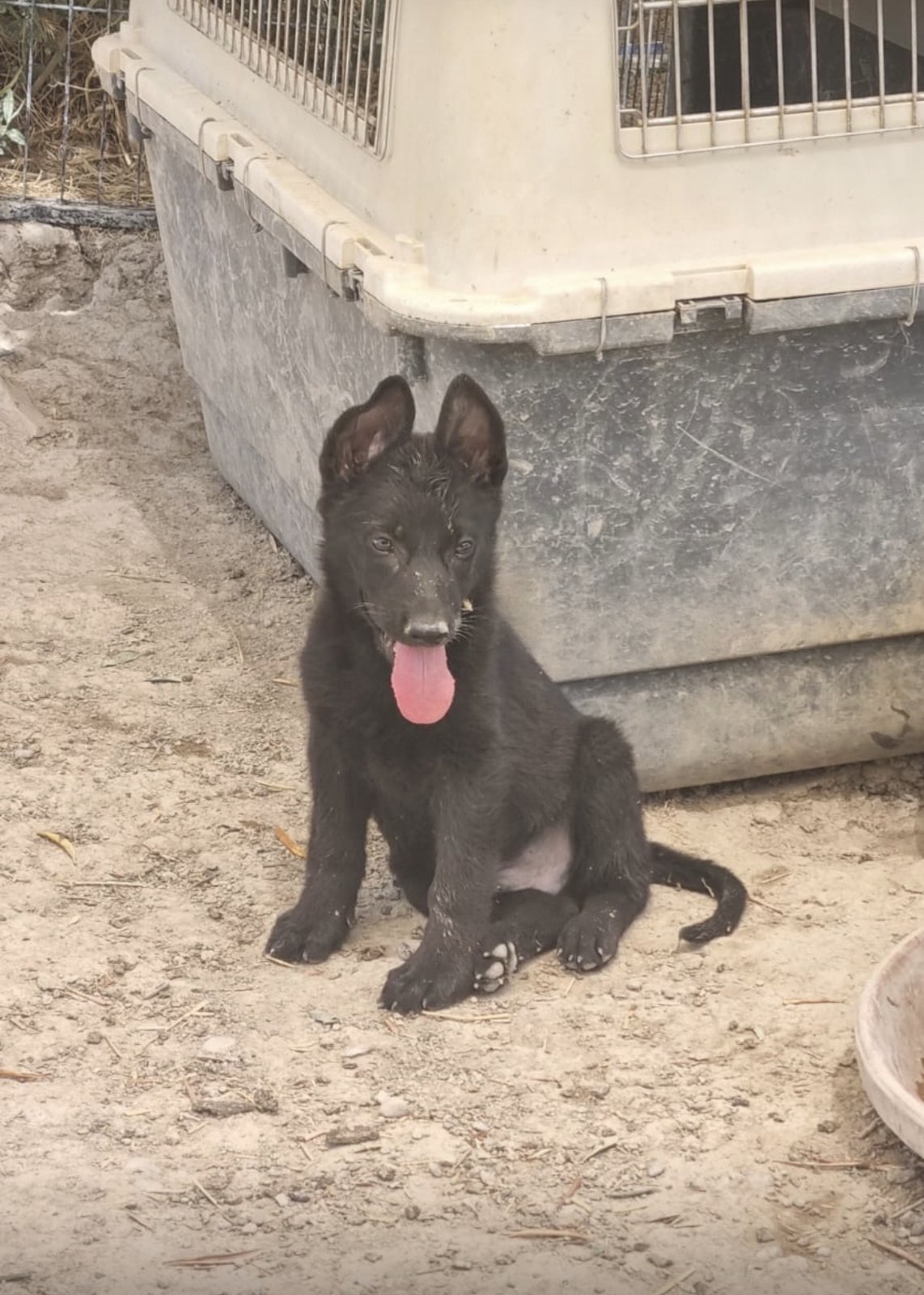 Dior, Hund aus dem Tierschutz