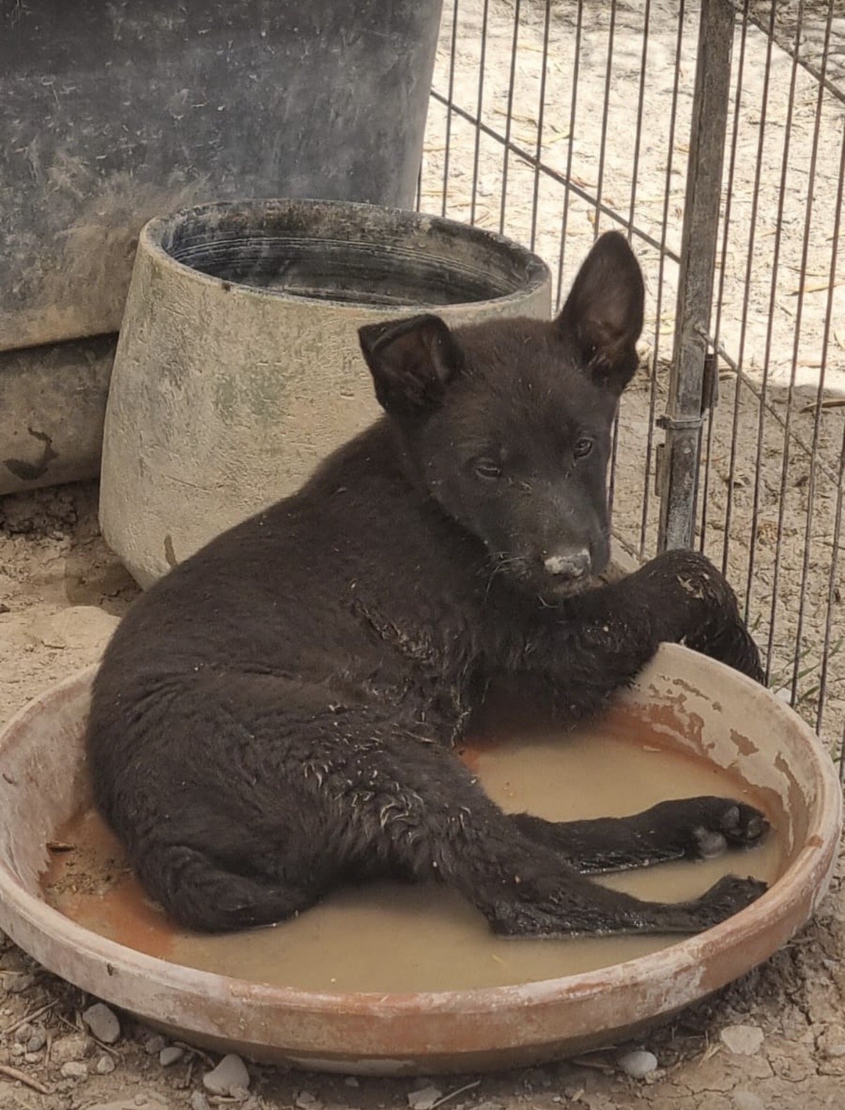 Dior, Hund aus dem Tierschutz