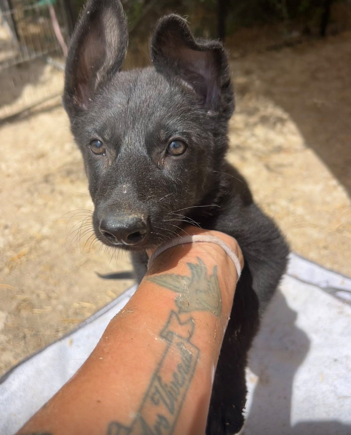 Dior, Hund aus dem Tierschutz