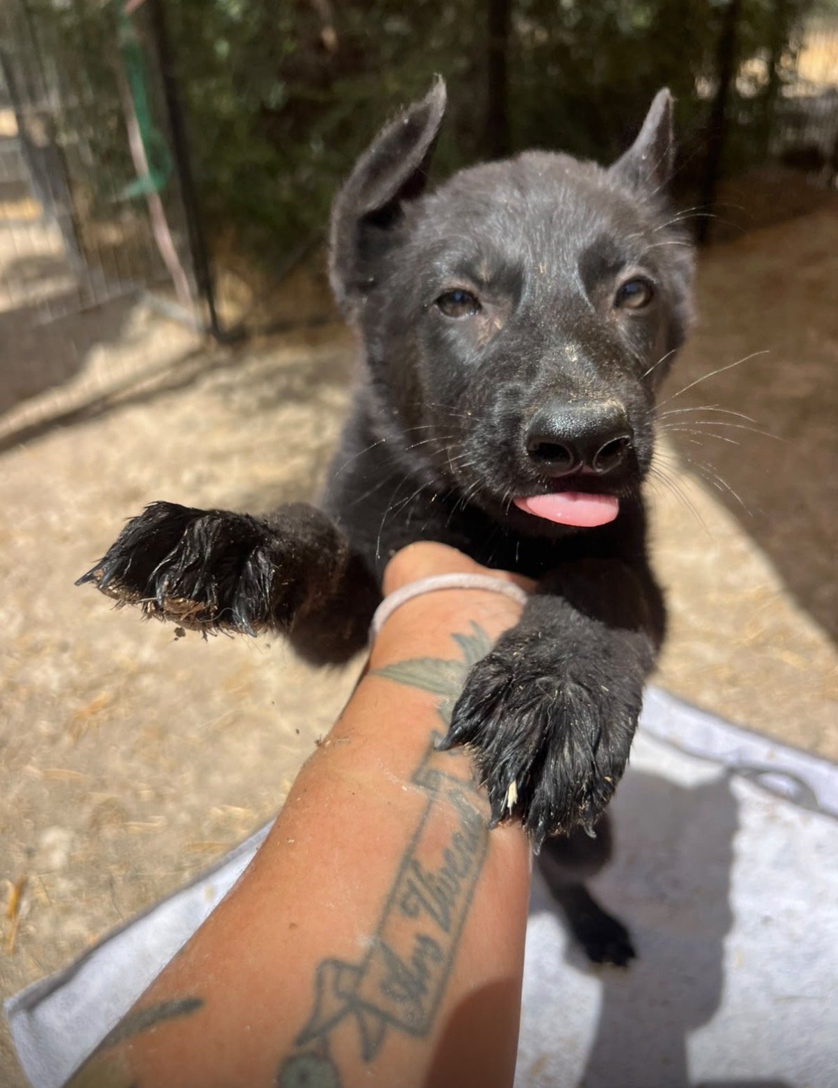 Dior, Hund aus dem Tierschutz