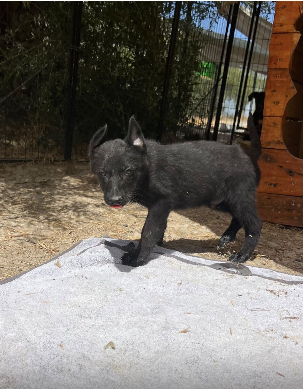 Dior, Hund aus dem Tierschutz